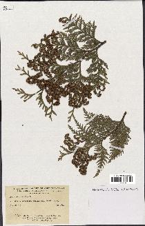 spécimen de Thuja occidentalis