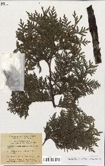 spécimen de Thuja occidentalis