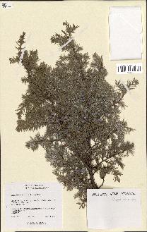 spécimen de Juniperus communis