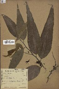 spécimen de Polyalthia longifolia