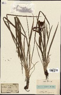 spécimen de Iris spuria