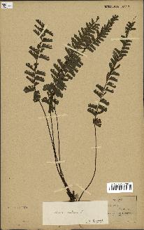 spécimen de Adiantum caudatum