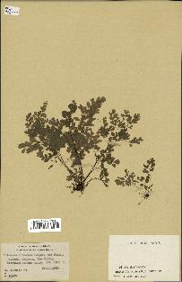 spécimen de Adiantum cuneatum