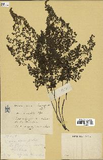 spécimen de Adiantum cuneatum