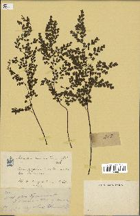 spécimen de Adiantum cuneatum