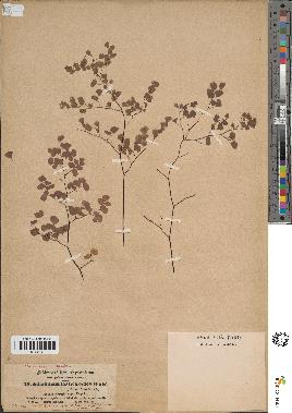 spécimen de Adiantum poiretii