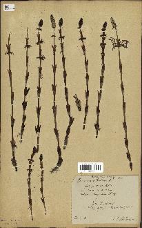 spécimen de Equisetum silvaticum