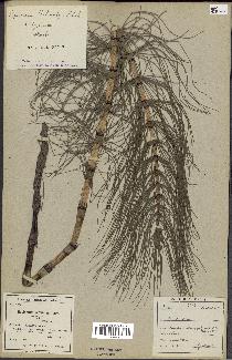 spécimen de Equisetum telmateia