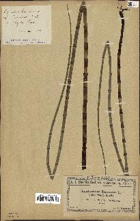 spécimen de Equisetum fluviatile