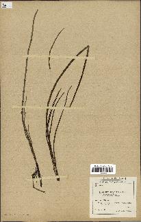 spécimen de Equisetum fluviatile