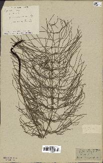 spécimen de Equisetum arvense