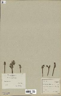 spécimen de Botrychium matricariifolium