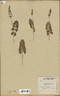 spécimen de Botrychium lunaria