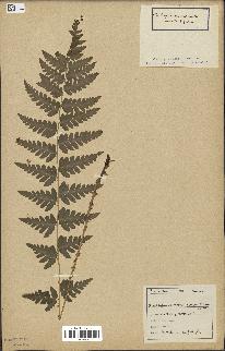 spécimen de Dryopteris cristata