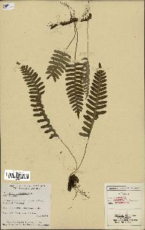 spécimen de Polypodium virginianum