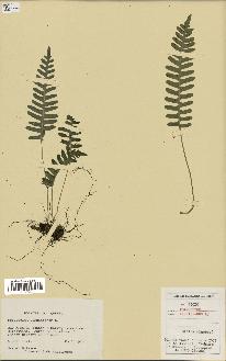 spécimen de Polypodium virginianum