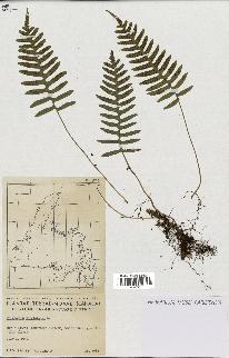 spécimen de Polypodium virginianum