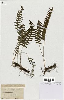 spécimen de Polypodium virginianum