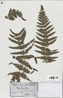 spécimen de Histiopteris incisa