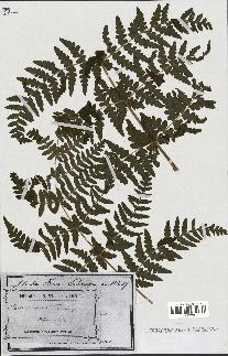 spécimen de Histiopteris incisa
