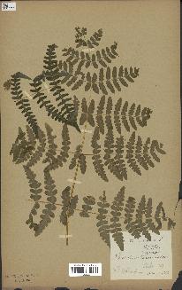 spécimen de Histiopteris incisa