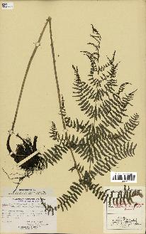 spécimen de Athyrium filix-femina