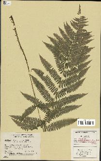 spécimen de Athyrium filix-femina