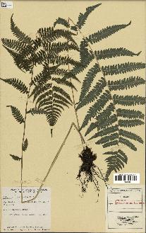 spécimen de Athyrium filix-femina