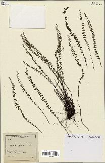 spécimen de Asplenium trichomanes