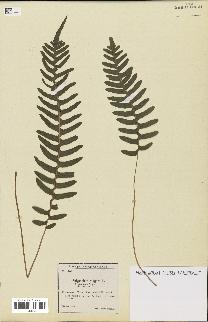 spécimen de Polypodium vulgare