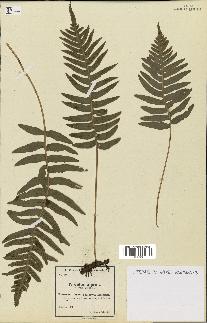 spécimen de Polypodium vulgare