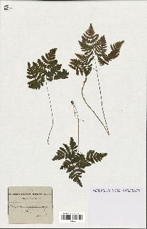 spécimen de Polypodium dryopteris