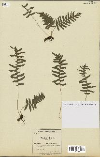 spécimen de Polypodium vulgare