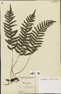 spécimen de Polypodium vulgare