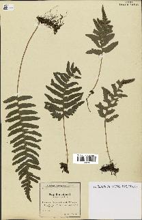 spécimen de Polypodium vulgare