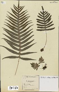 spécimen de Polypodium vulgare