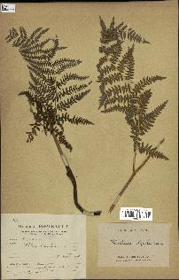 spécimen de Pteridium aquilinum