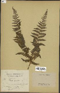 spécimen de Pteridium aquilinum