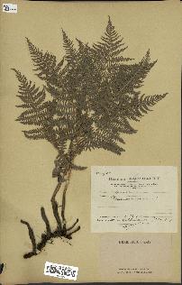 spécimen de Pteridium aquilinum