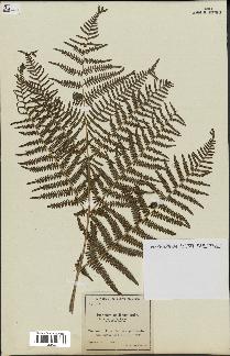 spécimen de Pteridium aquilinum