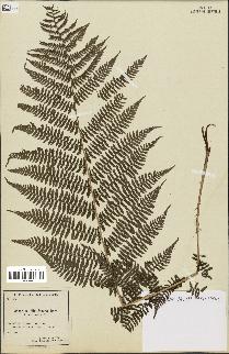 spécimen de Athyrium filix-femina