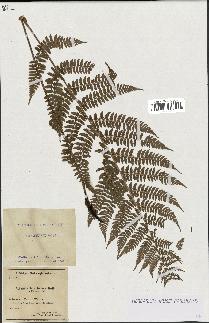 spécimen de Athyrium filix-femina