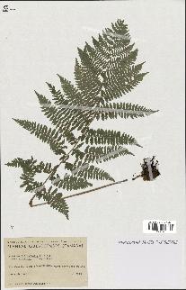 spécimen de Athyrium filix-femina