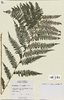 spécimen de Athyrium filix-femina