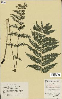 spécimen de Athyrium filix-femina