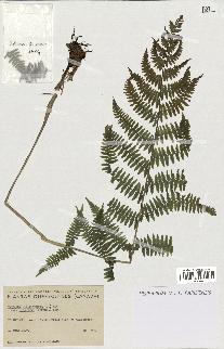 spécimen de Athyrium filix-femina