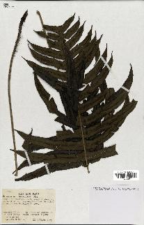 spécimen de Blechnum hirsutum