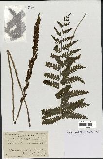 spécimen de Osmunda cinnamomea