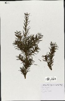 spécimen de Taxus baccata