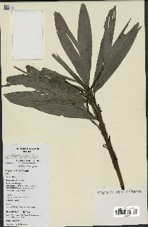 spécimen de Dypsis coriacea